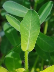 Euphorbia epithymoides