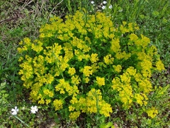 Euphorbia epithymoides