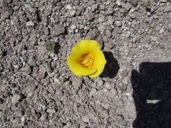Calochortus aureus