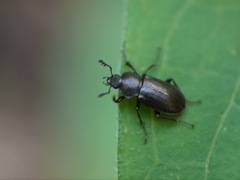 Platyceroides infernus