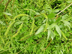 Salix alba