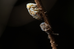 Bathysmatophorinae