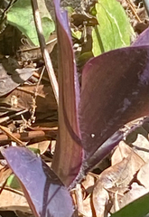 Tradescantia pallida