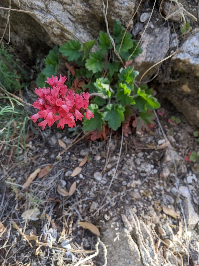 Heuchera sanguinea