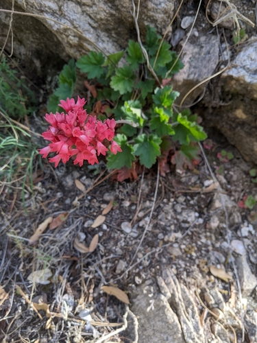 Heuchera sanguinea