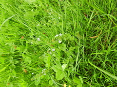 Veronica serpyllifolia