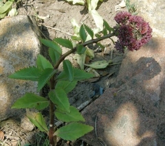 Hylotelephium telephium fabaria
