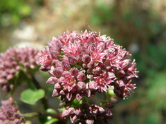 Hylotelephium telephium fabaria