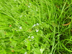Veronica serpyllifolia