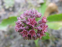 Hylotelephium telephium fabaria