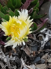 Carpobrotus edulis