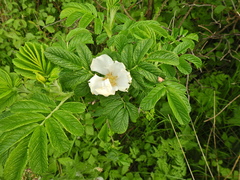Rosa rugosa