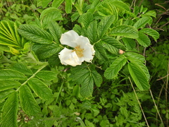 Rosa rugosa