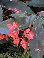 Begonia coccinea
