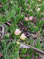 Carpobrotus edulis