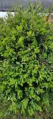 Magnoliopsida