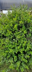 Magnoliopsida