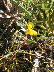 Chamaecrista deeringiana