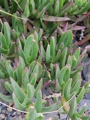 Carpobrotus edulis