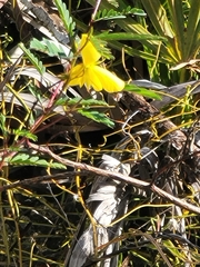Chamaecrista deeringiana