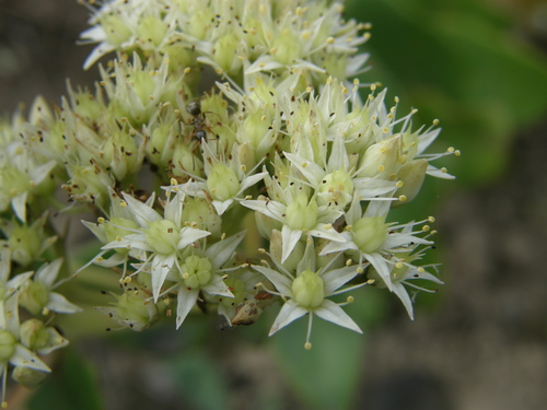 Hylotelephium caucasicum