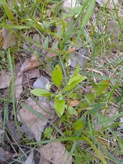 Myosotis sparsiflora