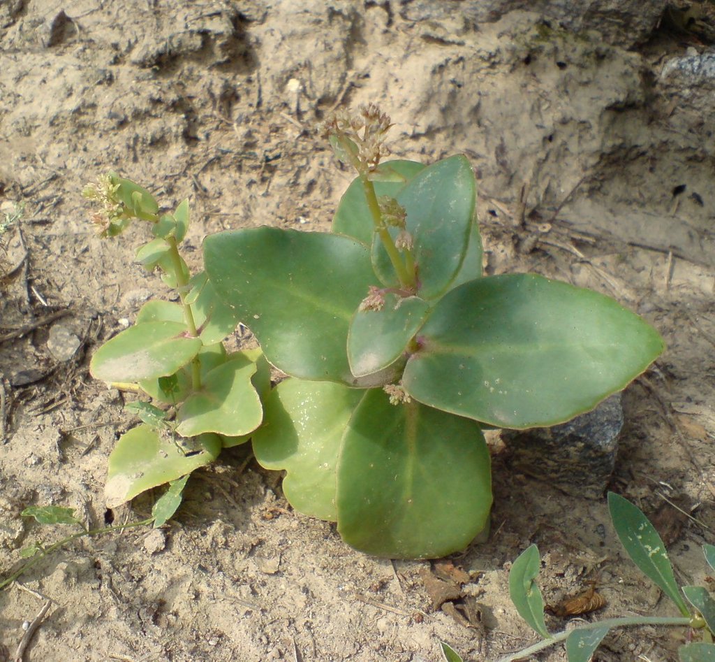 Hylotelephium caucasicum