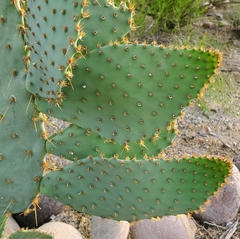 Opuntia lindheimeri