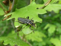Cantharis paradoxa