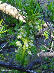 Chloraea cylindrostachya