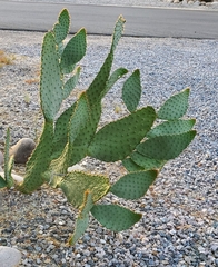 Opuntia lindheimeri