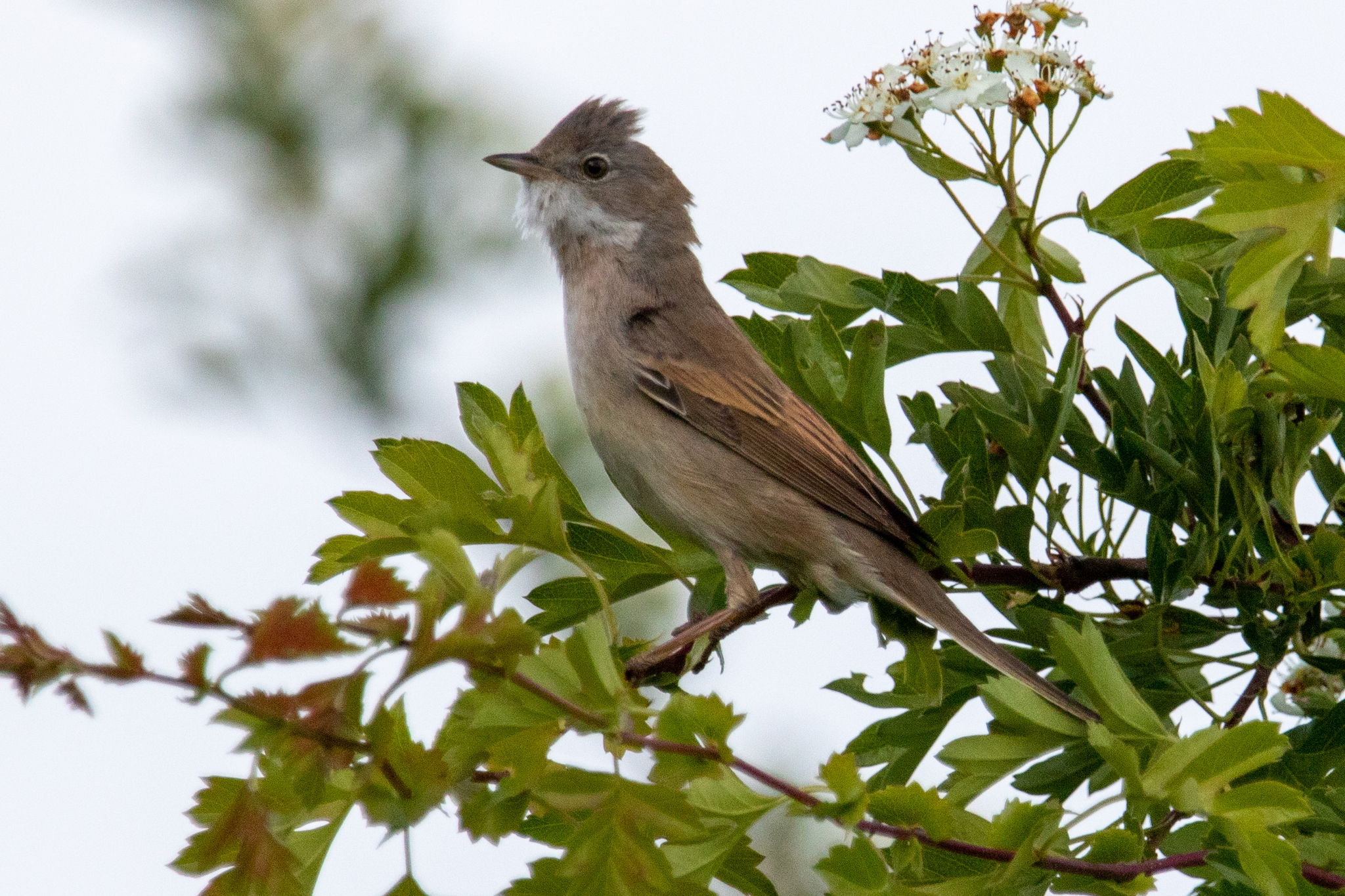 Common Whitethroat (Curruca communis)