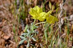 Oenothera grandis