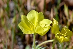 Oenothera grandis
