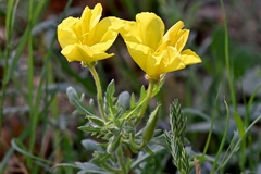 Oenothera grandis