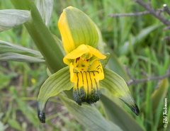 Chloraea disoides