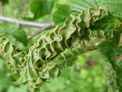 Phytoptus