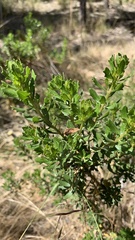 Baccharis tola