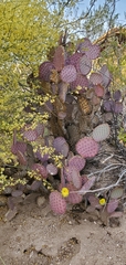 Opuntia santa-rita