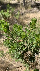 Baccharis tola