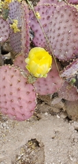 Opuntia santa-rita