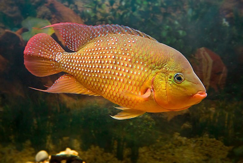 red terror cichlid