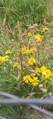 Senecio clivicola