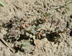 Hylotelephium cyaneum