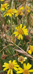 Senecio clivicola