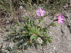 Silene littorea