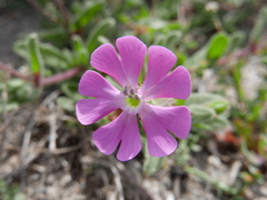 Silene littorea