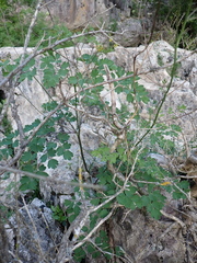 Thalictrum minus saxatile