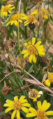 Senecio clivicola