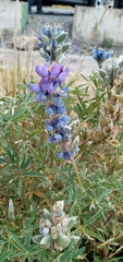 Lupinus altimontanus